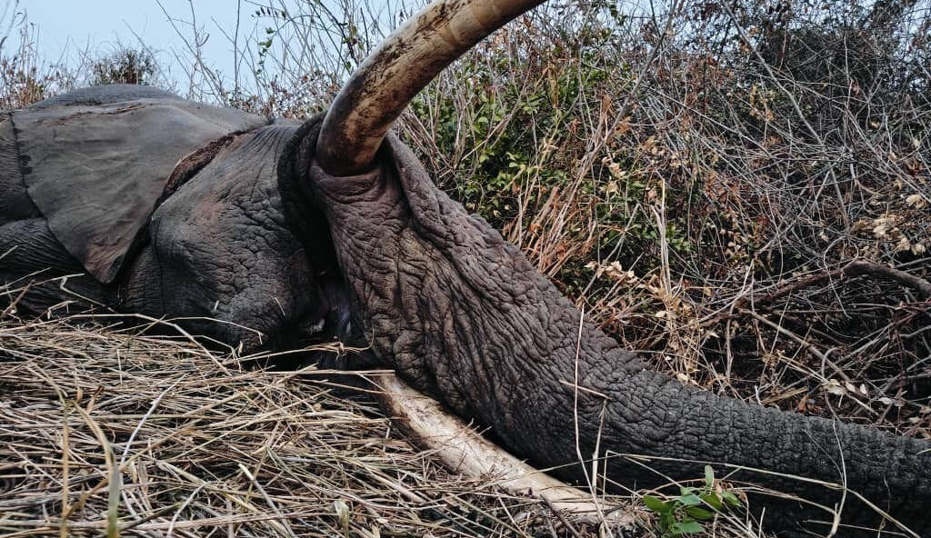 Elephant